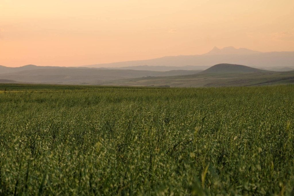 The high plains around Kars are often regarded as the breadbasket of Turkey, famed for its production of wheat, cheese and honey.